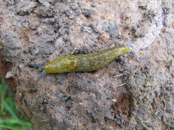 Limacus flavus della zona Palombara Sabina RM